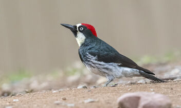 Acorn Woodpecker (m) - image gratuit #490173 