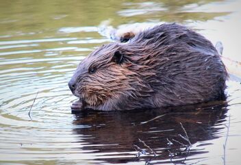 Beaver Pond Life - Free image #490223