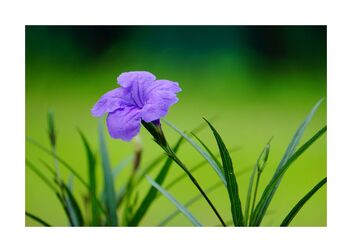 Ruellia blue flower - Kostenloses image #490403