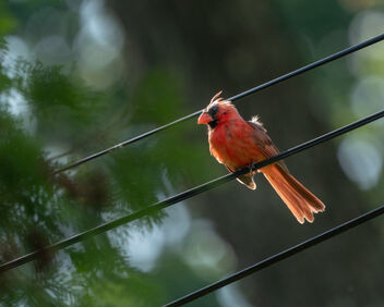 Molting Cardinal - image gratuit #490443 