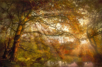 Shining forest - image #490613 gratis