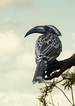 Grey Hornbill - бесплатный image #490723