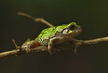 Gray Treefrog (Hyla versicolor) - бесплатный image #490973