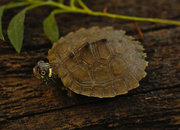 Ouachita Map Turtle (Graptemys ouachitensis) - image gratuit #491453 