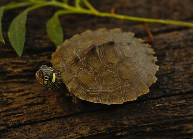 Ouachita Map Turtle (Graptemys ouachitensis) - image #491453 gratis