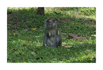 Monkey - Kostenloses image #491623