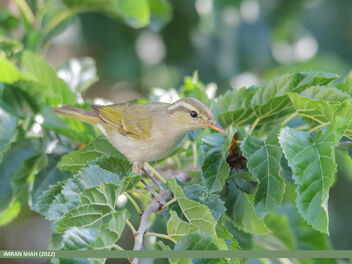 Western Crowned Warbler (Phylloscopus occipitalis) - Free image #492223