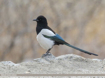 Eurasian Magpie (Pica pica) - Free image #492383