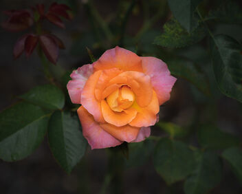 Orange Rose - image gratuit #492423 