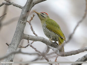 Scaly-bellied Woodpecker (Picus squamatus) - image gratuit #492663 