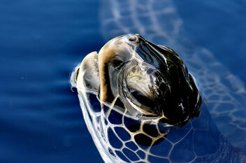 Green sea turtle. - бесплатный image #492773