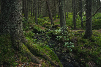 [Forest Stream] - image gratuit #492853 