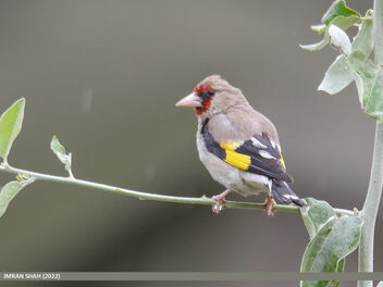 European Goldfinch (Carduelis carduelis) - image gratuit #492883 