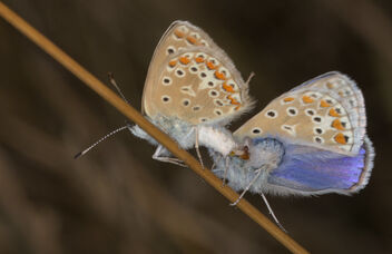 Common blues in love - Free image #492913