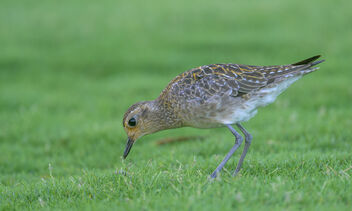 Pacific Golden Plover - Free image #493533