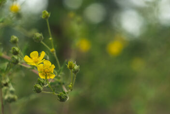 [Small Yellow Flower] - Kostenloses image #493773