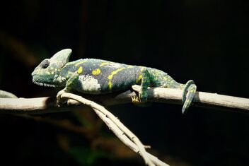Lizard on the branch - image #493913 gratis