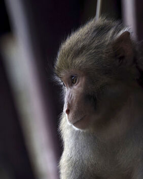 Macaque Monkey, Yunnan - Kostenloses image #493923