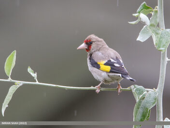 European Goldfinch (Carduelis carduelis) - Kostenloses image #494023