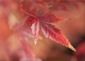 Autumn (fall) reds - image gratuit #494073 