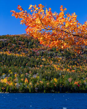 Autumn Foliage - Acadia National Park - Free image #494183