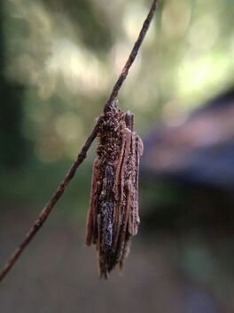 Bagworm moth Caterpillar - Free image #494253