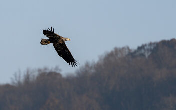 Juvenile Eagle - image #494773 gratis