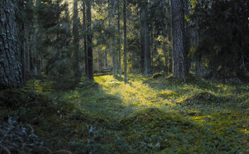 Forest - image gratuit #494813 