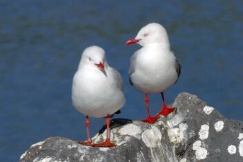 Red billed gull. - image gratuit #494933 