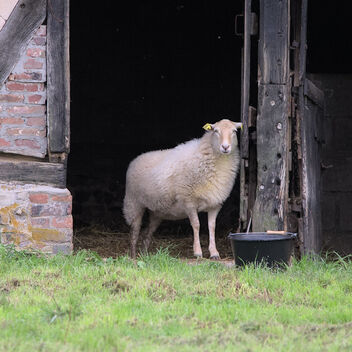 The sheep owns the barn - Free image #495013