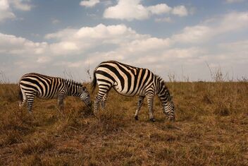 Zebras, Kenya - Free image #495243