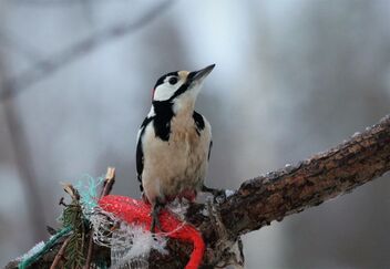 Woodpecker on the branch - image #495483 gratis