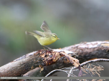 Tickell's Leaf Warbler (Phylloscopus affinis) - Kostenloses image #495603