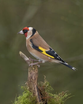Goldfinch - Carduelis carduelis - image gratuit #495613 