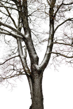 Tree on white - image #495983 gratis