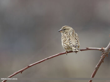 Rock Sparrow (Petronia petronia) - Free image #496273