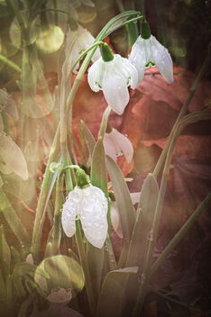 Snowdrops after the Rain - image #496453 gratis