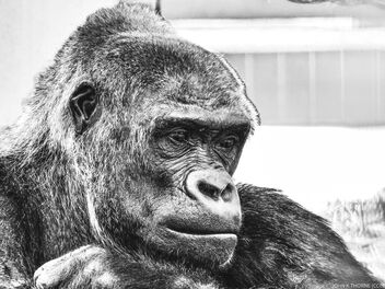 Gorilla - Kostenloses image #496623