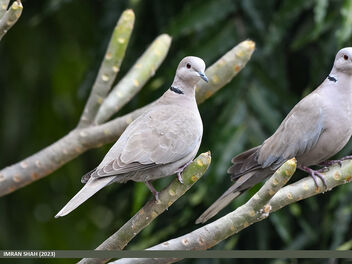 Eurasian Collared Dove (Streptopelia decaocto) - image #496753 gratis