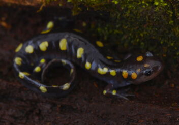 Spotted Salamander (Ambystoma maculatum) - бесплатный image #496903