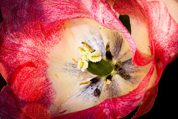 The Heart of a Tulip - image gratuit #497323 