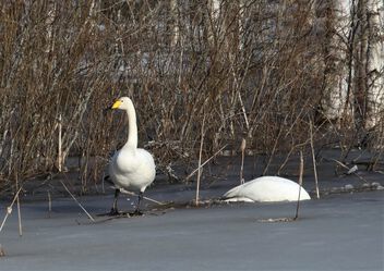 Swans are back - image #497663 gratis