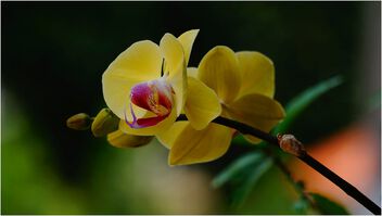 Orchid - image #498053 gratis