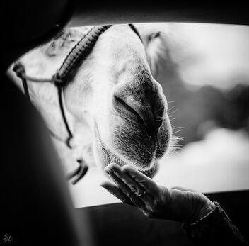 Feeding the camel from a car - image #498103 gratis