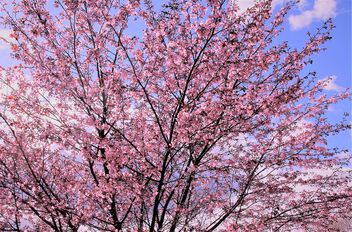 The blooming cheery tree - image #498343 gratis