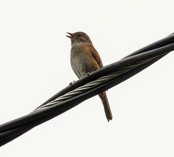 Bird on a wire (Prunella modularis) - image #498393 gratis