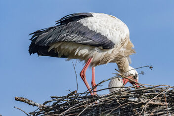 Stork time - A cuddle - image gratuit #498413 