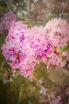 More Lilac - image #498683 gratis
