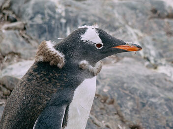 Young Antarctica Penguin - бесплатный image #498753