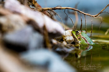 The green frog - бесплатный image #498913